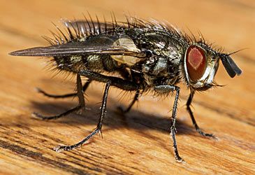 What is the average lifespan of the common house fly?