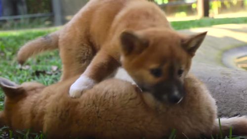 All three dingo pups were named after outstanding indigenous Australians. (Australia Zoo)