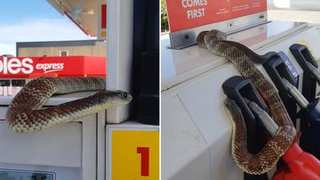 This deadly tiger snake was captured at a service station in Melbourne.