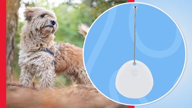 Lost dog, Kmart smart tag