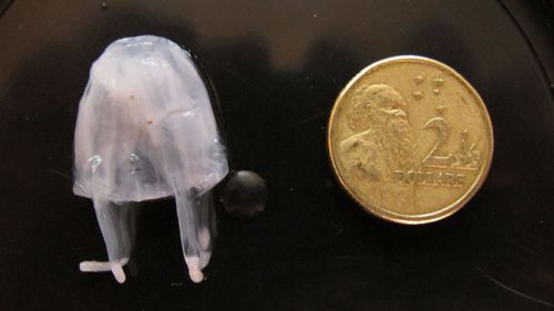 A sting from the tiny Irukandji jellyfish can be deadly.