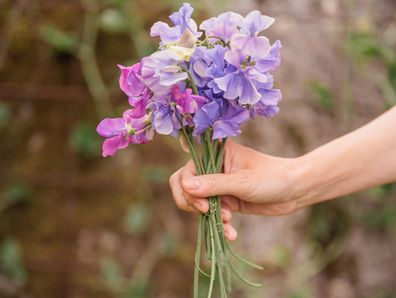 Woman holding purple sweet pea (Lathyrus odoratus) outdoors in summer Photo taken of flowers in full bloom