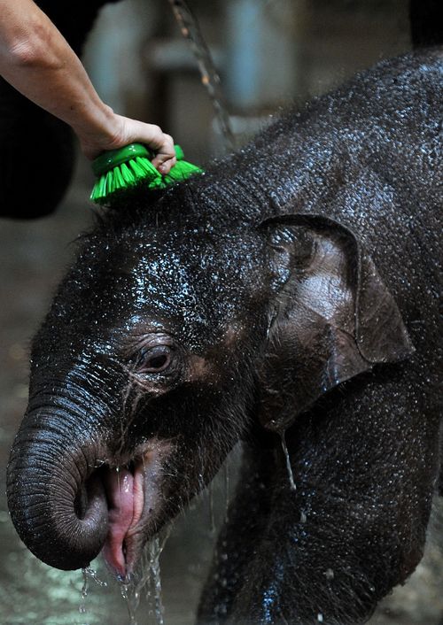 A veterinary team at the zoo was unable to save the young elephant from the virus, which is common among Asian Elephants but typically fatal for those that are young.