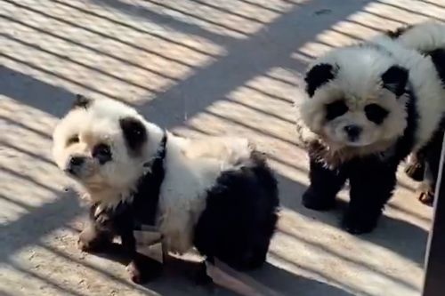 Uno zoo cinese è finito nel mirino dopo aver esposto cani tinti di bianco e nero per assomigliare ai panda. 