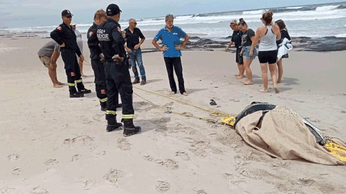 All's shell that ends shell: NSW firefighters rescue injured sea turtle
