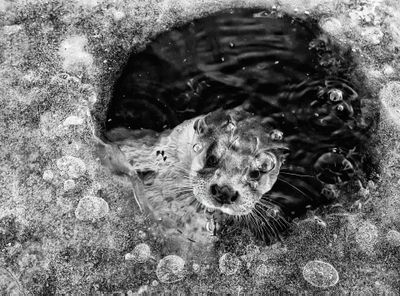 Winner - Black and White: "Otter in ice hole"