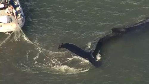 Rescuers near the whale in Moreton Bay. (9NEWS)
