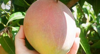 Ripe mango on the tree