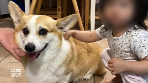 Stolen Corgi