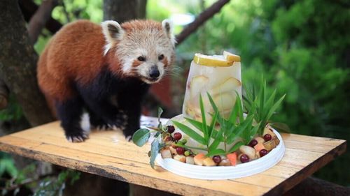 A special cake was prepared for the celebration. (Symbio Wildlife Park)