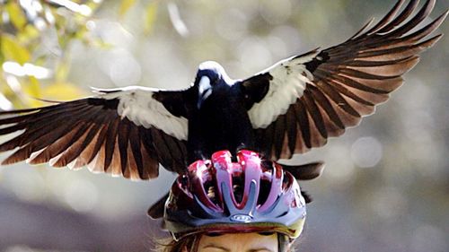 Magpies can remember up to 30 faces.