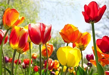 Tulips are a member of which flowering plant family?