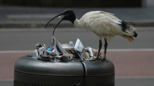 Man charged after allegedly strangling ibis to death in Brisbane's CBD