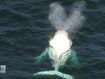 Marine biologists from Victoria&#x27;s Department of Environment, Land, Water and Planning (DELWP) confirmed the whale is not Migaloo.