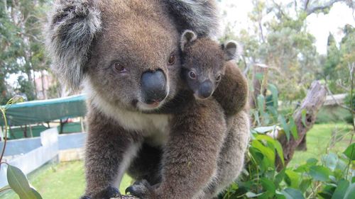 Daylight saving could protect Queensland koalas