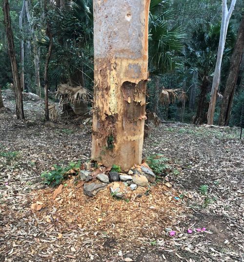 A memorial tree dedicated to Matt has been stripped bare. (Mark Leveson/Twitter)