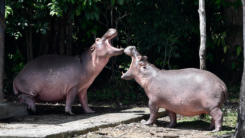 Escobar brought the hippos to his ranch in the early 1980s.