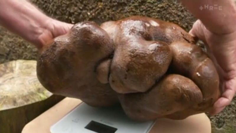 Giant potato not actually a potato | Nine.com.au