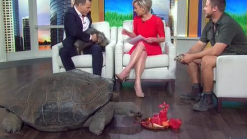 Tom Steinfort and Deborah Knight discussed Hugo's dating potential with zookeeper, Dan Rumsey. (TODAY Show)