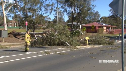 Trees were blown down across Sydney, disrupting the north shore train line. Picture: 9NEWS