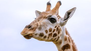 Gigi the giraffe died just weeks after being transferred to Sydney Zoo.