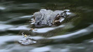 HILTON HEAD ISLAND, SOUTH CAROLINA - APRIL 15: An alligator as seen on course during the first round of the RBC Heritage on April 15, 2021 at Harbour Town Golf Links in Hilton Head Island, South Carolina. (Photo by Sam Greenwood/Getty Images)