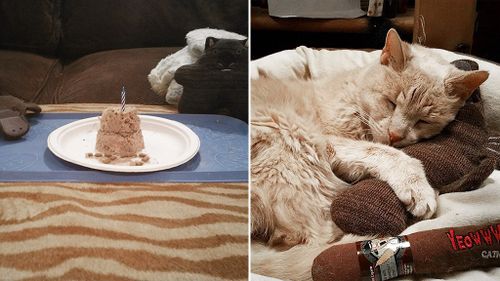Tigger's three-meat birthday "cake"; Tigger taking a nap. (Facebook/Tigger's Story- The 22 yr. Old Cat & His Bucket List)