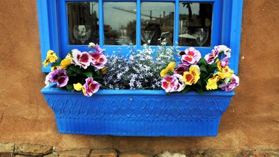 Pansies in a window box flower display
