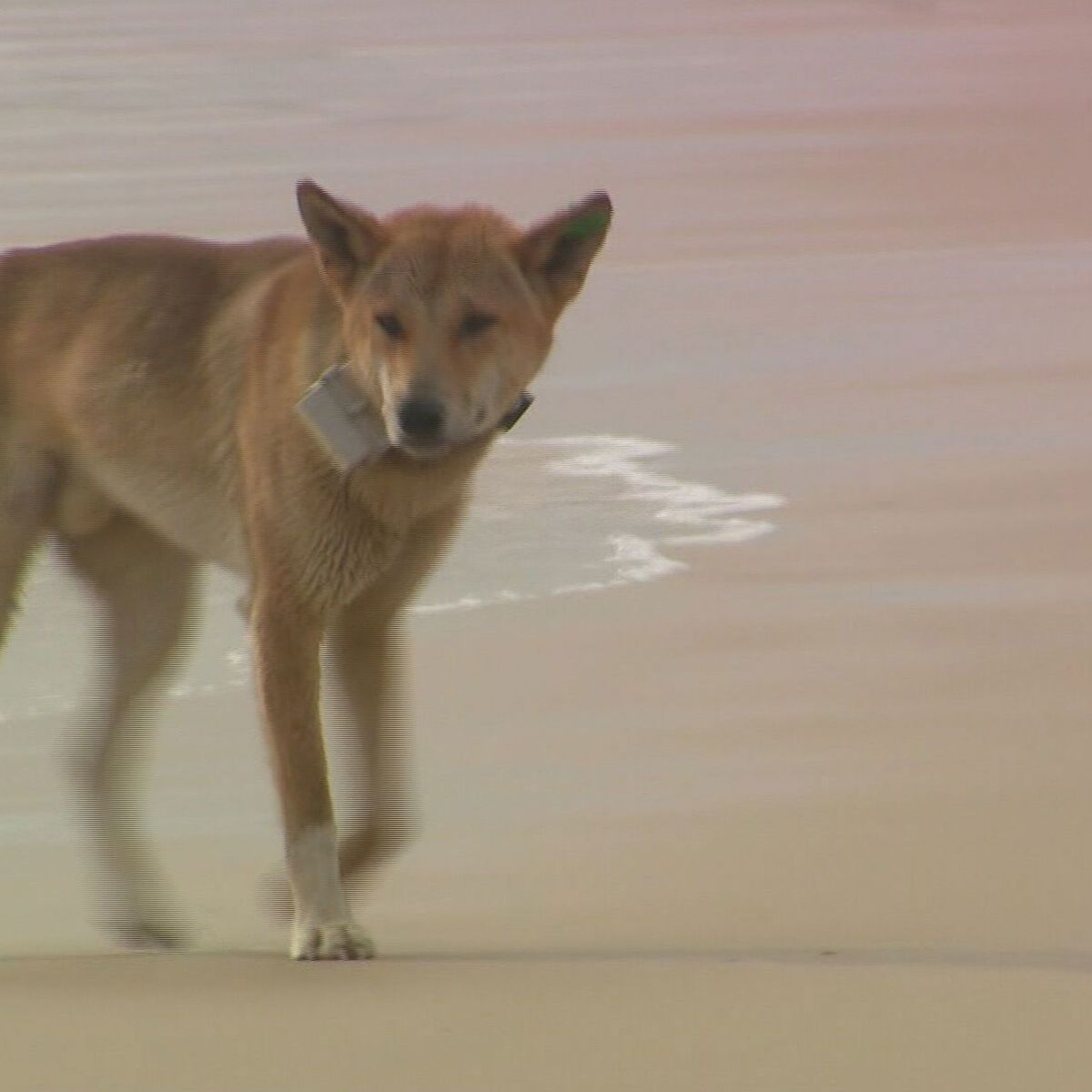 Runner Hospitalized After Being Attacked By Dingos in Australia