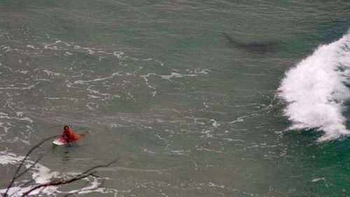 Shark snapped stalking surfer off Queensland coast