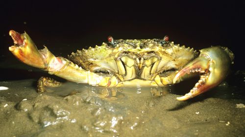 Claw and order: Police called to Brisbane home after teen mistakes mud crab for home intruder