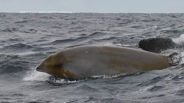 Whale watchers have witnessed the ferocity of nature in the ocean off WA&#x27;s south coast.A pod of orcas, also known as killer whales stalked trapped and then devoured a lone beaked whale in an hour-long feeding frenzy.