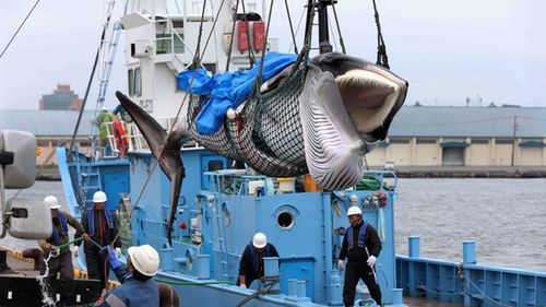 A minke whale is lifted off a boat after it was caught on the first day after the resumption of commercial whaling, in Kushiro, Hokkaido, Japan.