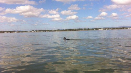 A horse in Brisbane had to be rescued today after it swam out into the ocean. (Volunteer Marine Rescue Brisbane)