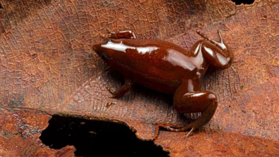 Non, vous&# x27;ne regardez pas un morceau de chocolat, bien que cette curieuse petite grenouille lui ressemble et soit connue sous le nom de 