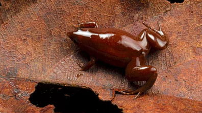 No you&#x27;re not looking at a piece of chocolate, although this curious little frog resembles it and has become known as the &quot;chocolate frog&quot;.Synapturanus danta was discovered in one of the rarest exosystems on earth - the Amazon peatlands in Peru.