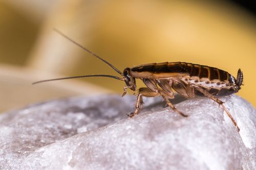 The German cockroach is described in the report as “the species that gives all other cockroaches a bad name".