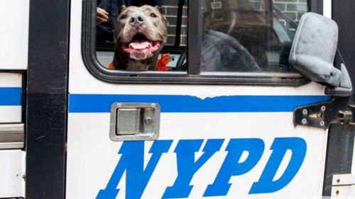New York police give homeless pit bull special day out 