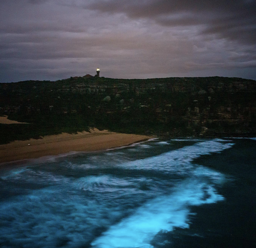 Jamen Percy said as soon as darkness fell he started to see "blue flashes in the waves" of Palm Beach.