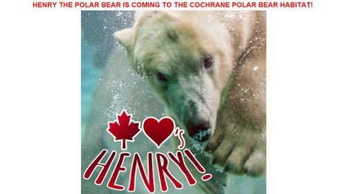 The Cochrane Polar Bear Habitat in Ontario are clearly excited to welcome Henry, posting this picture to their website's homepage. (Cochrane Polar Bear habitat)