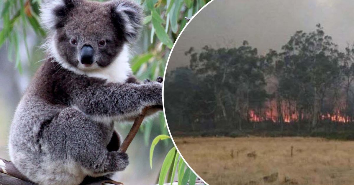 www.9news.com.au