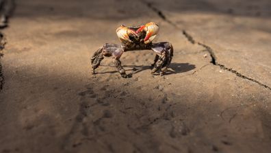 This photo shows one of many crabs that washed up on Chifley Drive after the flooding of the Maribyrnong River. 