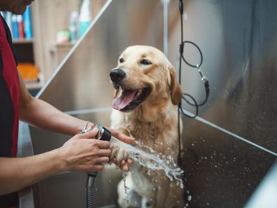 Groomer working with a golden retriver dog in pet grooming salon.