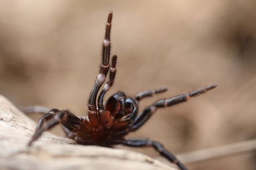 The Australian Reptile Park relies on public donations for its spider venom program.