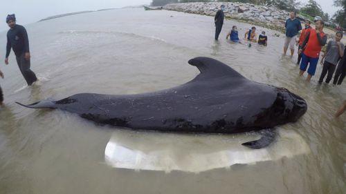 A pilot whale that died in waters in southern Thailand was found struggling to swim after eating 80 plastic bags. Picture: Twitter.