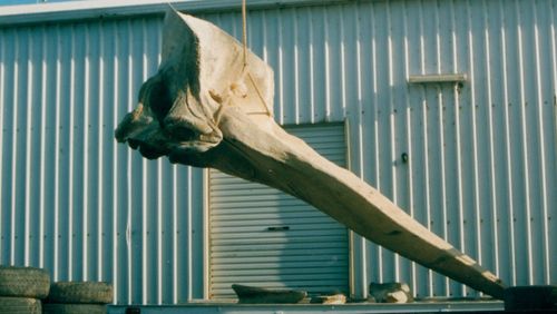The sperm whale skull was located n Neil "Biggs" Rankin' block on the Eden Lookout. Biggs allowed the skull to be kept there to "enable the oil to continue leaching from the bone."