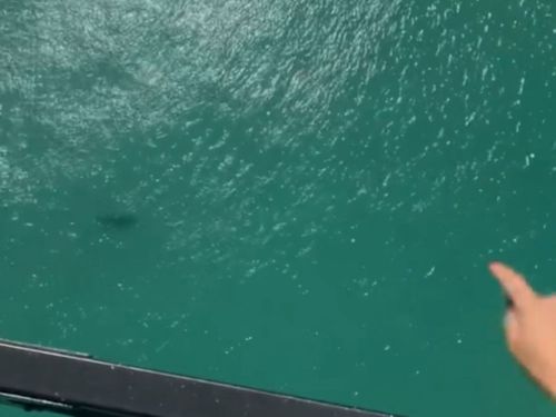 Chilling aerial footage shows a deadly tiger shark swimming in shallow water just metres from beachgoers in Perth.