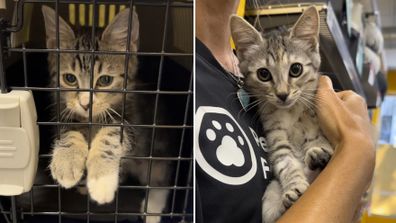 Two adoptable kittens from the RSPCA.