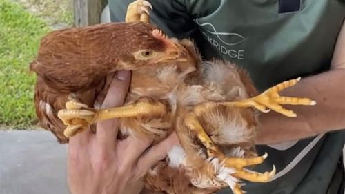 Le poulet à quatre pattes a trouvé une nouvelle maison.