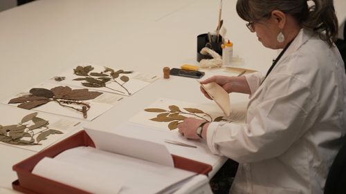 Australia's biggest and newest Herbarium has opened in Sydney's west housing more than a million plant specimens. 